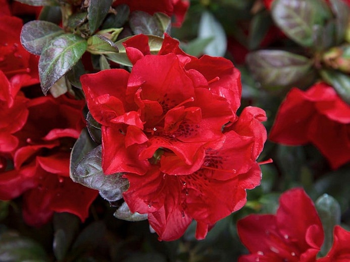 Autumn Fire Encore Azalea
