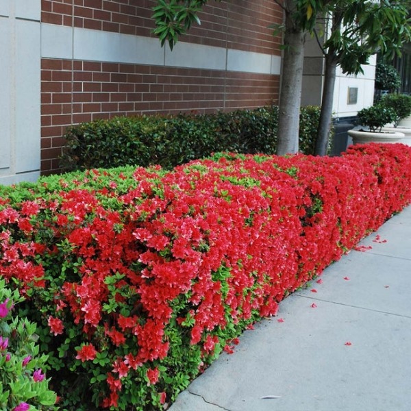 Autumn Fire Encore Azalea