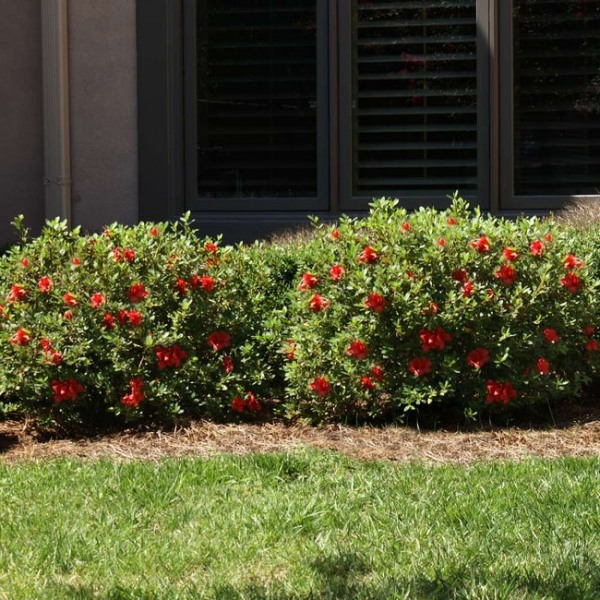 Autumn Fire Encore Azalea