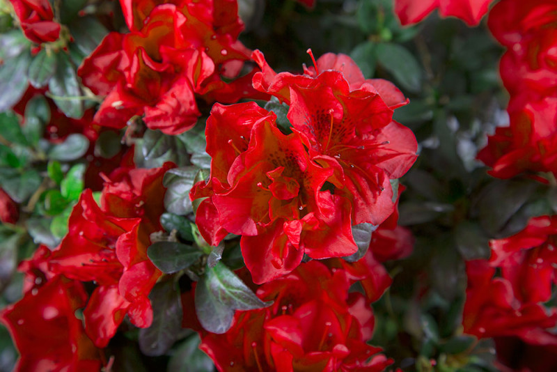 Autumn Fire Encore Azalea