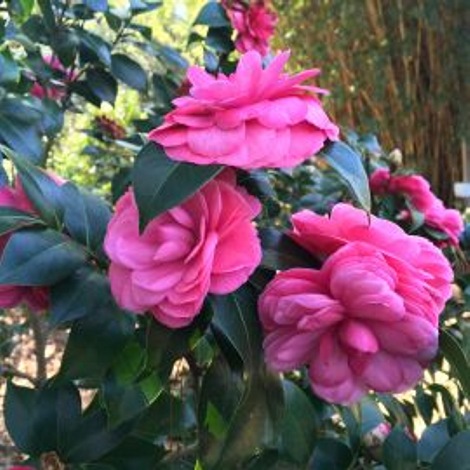 Early Autumn Camellia Japonica