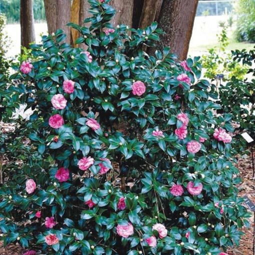 Early Autumn Camellia Japonica