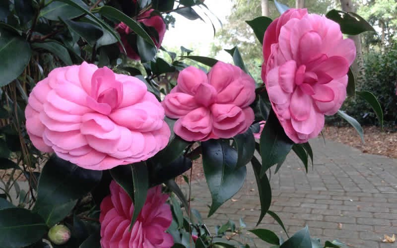 Early Autumn Camellia Japonica