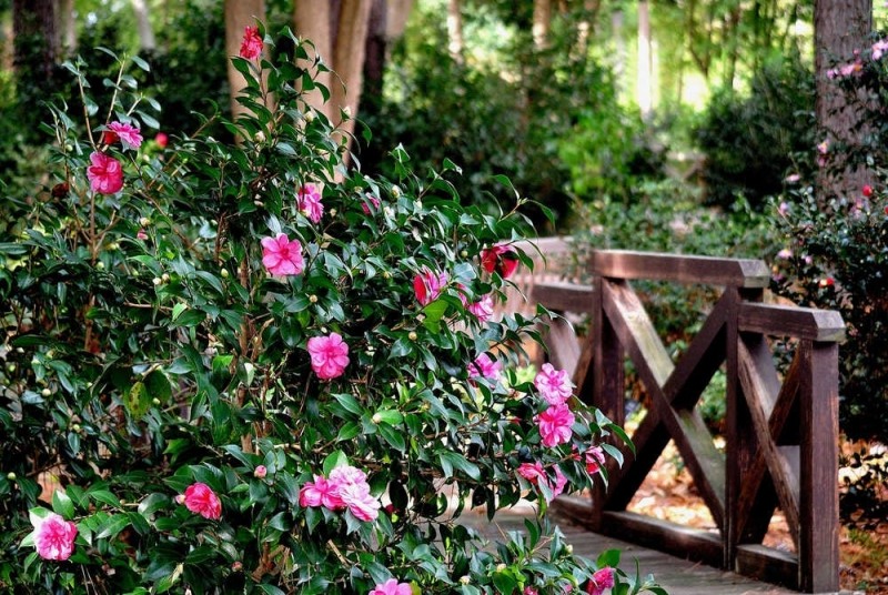 Early Autumn Camellia Japonica