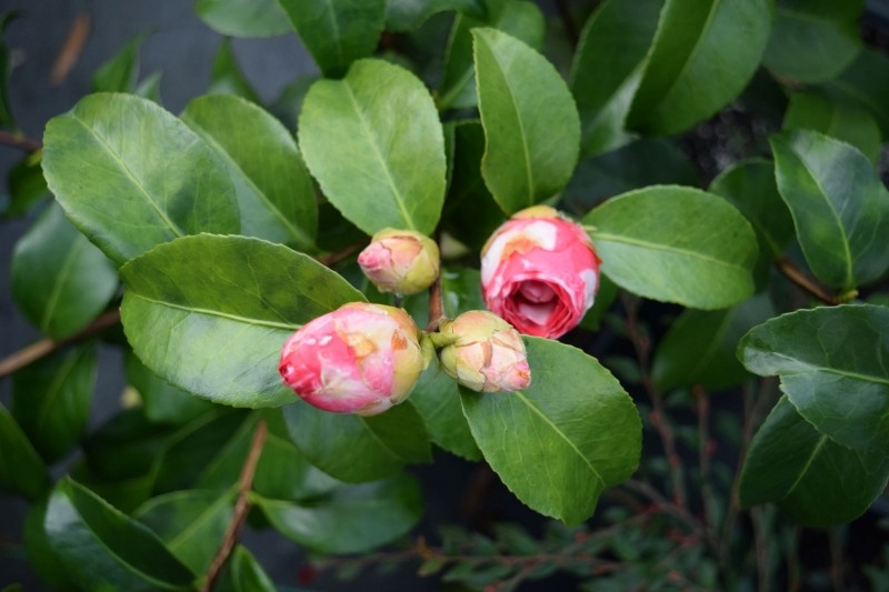 Early Autumn Camellia Japonica