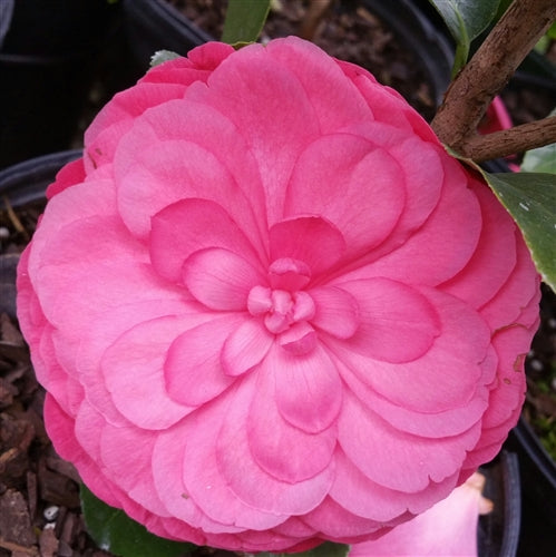 Early Autumn Camellia Japonica