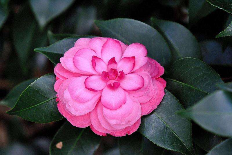 Early Autumn Camellia Japonica