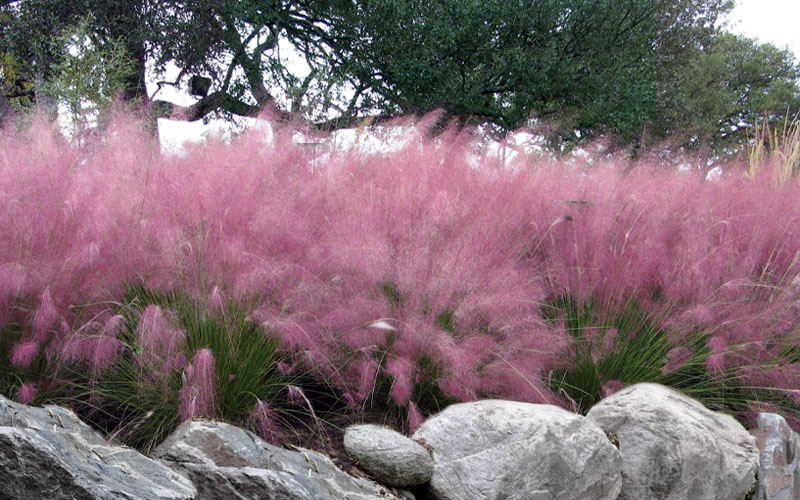 Pink Muhly Grass