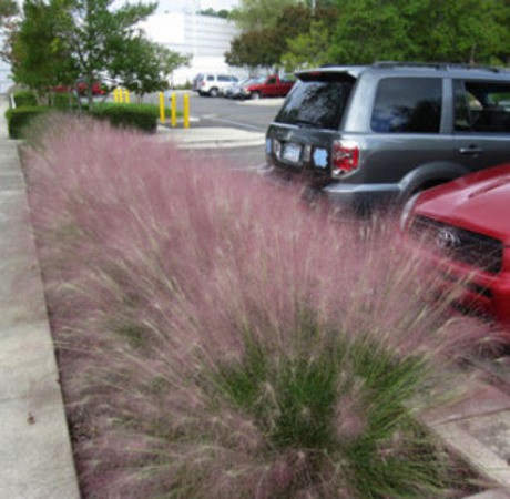 Pink Muhly Grass