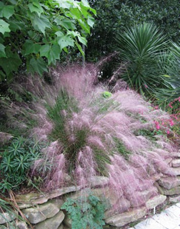 Pink Muhly Grass