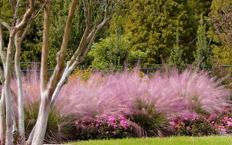 Pink Muhly Grass
