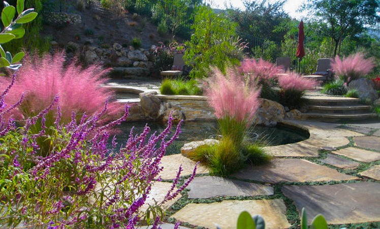 Pink Muhly Grass