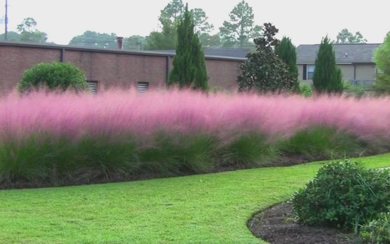 Pink Muhly Grass