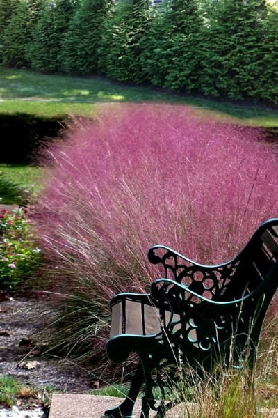 Pink Muhly Grass