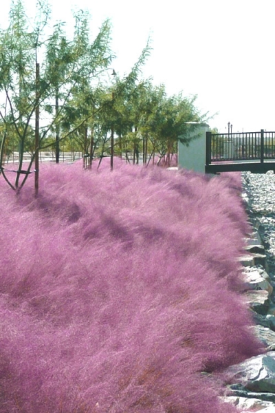 Pink Muhly Grass