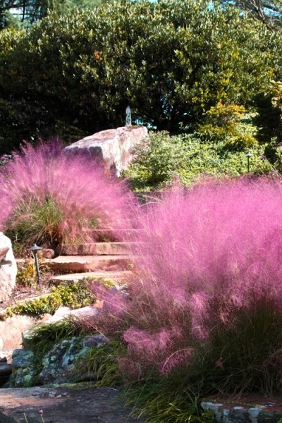 Pink Muhly Grass