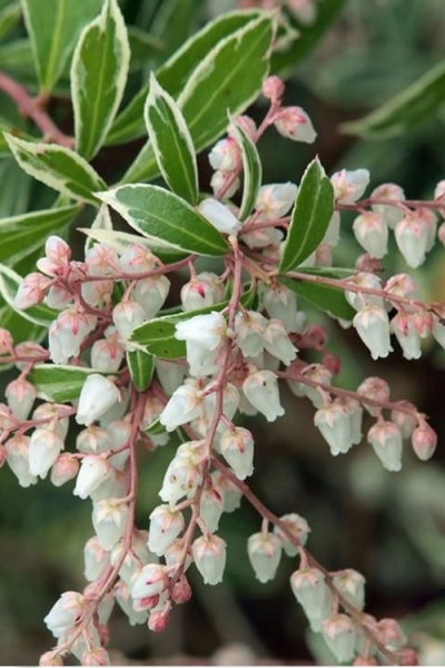 Little Heath Pieris Japonica