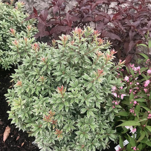 Little Heath Pieris Japonica