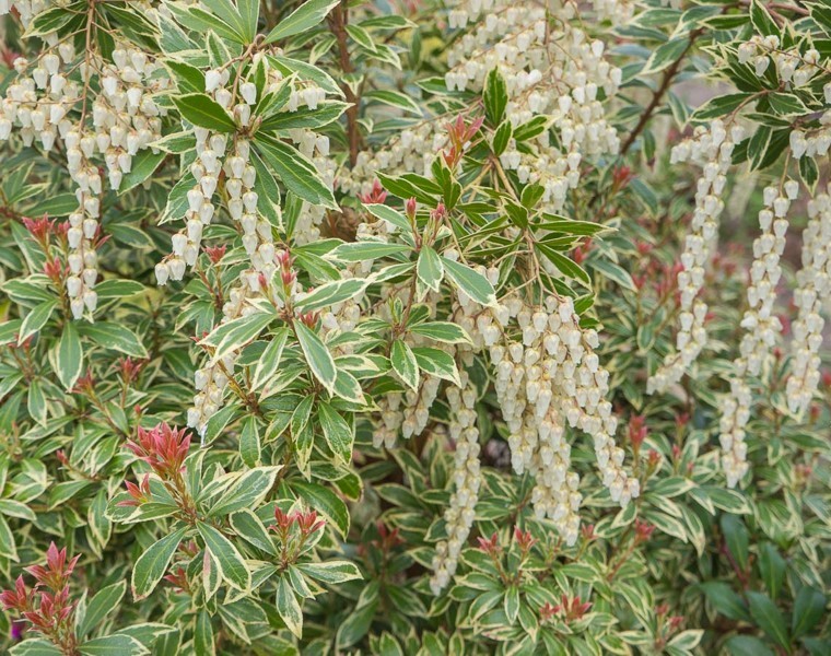 Little Heath Pieris Japonica