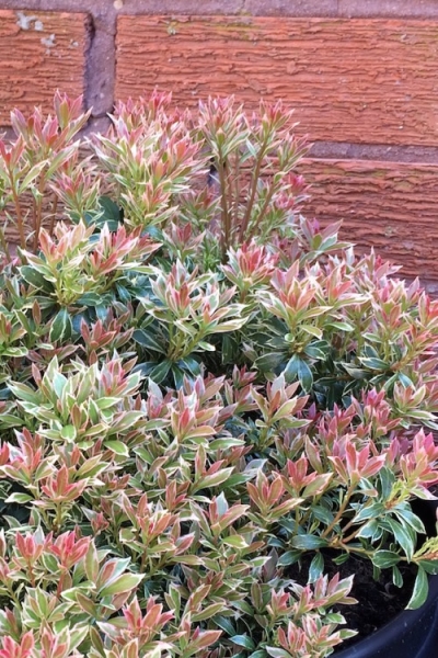 Little Heath Pieris Japonica