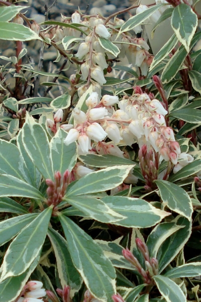 Little Heath Pieris Japonica