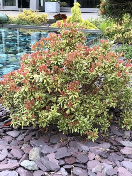 Little Heath Pieris Japonica