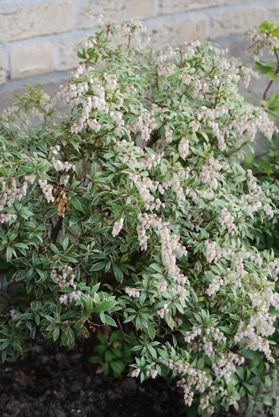 Little Heath Pieris Japonica