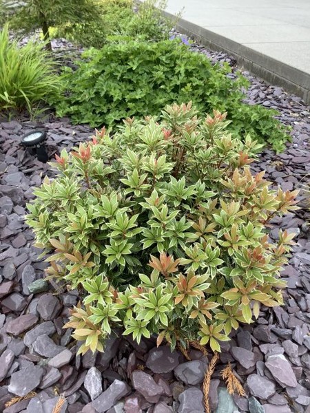 Little Heath Pieris Japonica