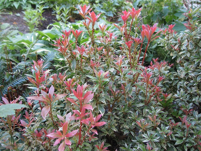 Little Heath Pieris Japonica
