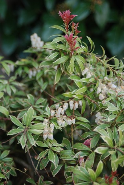 Little Heath Pieris Japonica