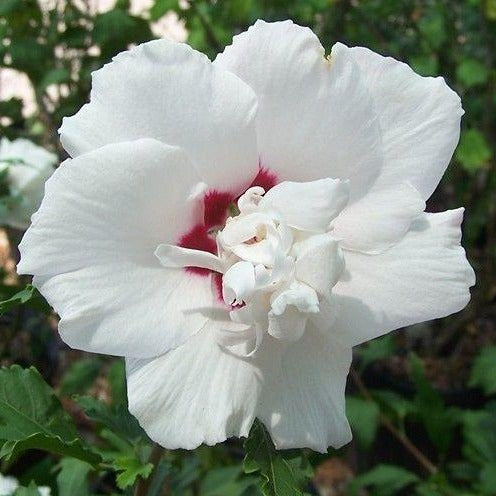 Morning Star Rose of Sharon (Althea)