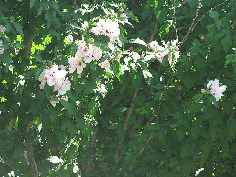 Morning Star Rose of Sharon (Althea)