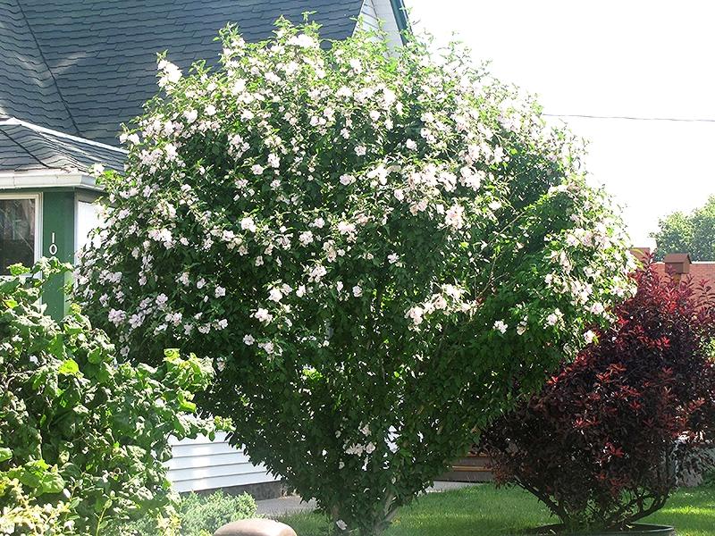 Morning Star Rose of Sharon (Althea)