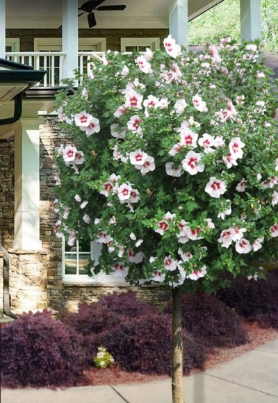 Morning Star Rose of Sharon (Althea)