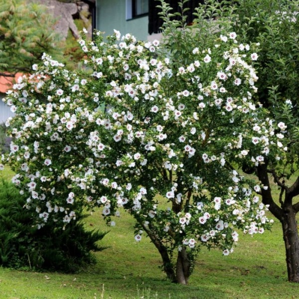Morning Star Rose of Sharon (Althea)