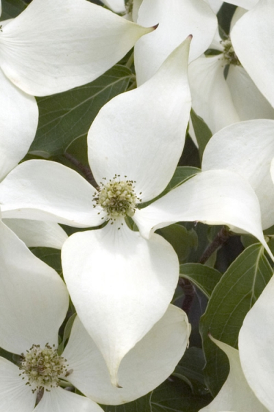 White Kousa Chinese Dogwood Tree
