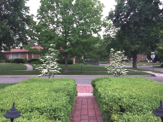 White Kousa Chinese Dogwood Tree