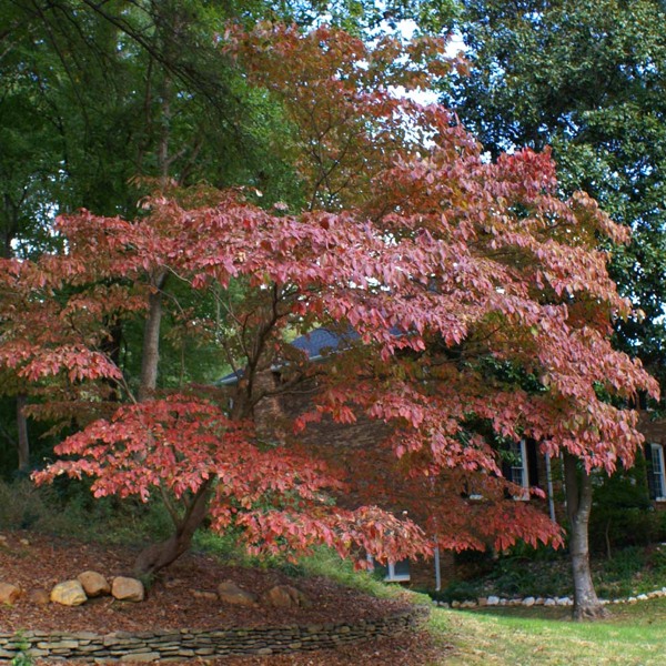 White Kousa Chinese Dogwood Tree