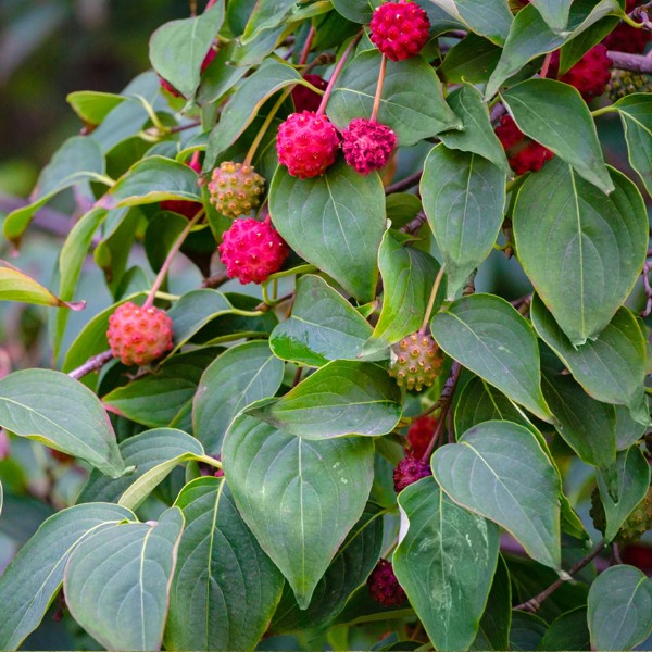 White Kousa Chinese Dogwood Tree