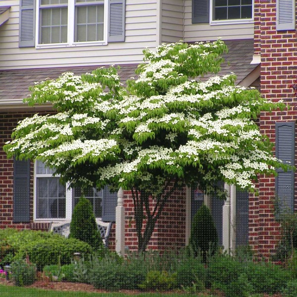 White Kousa Chinese Dogwood Tree