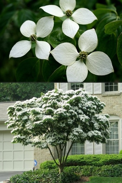 White Kousa Chinese Dogwood Tree