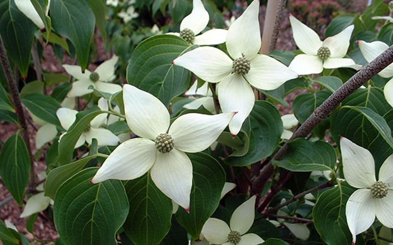 White Kousa Chinese Dogwood Tree