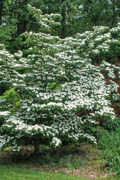 White Kousa Chinese Dogwood Tree