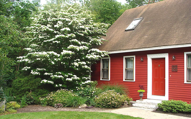 White Kousa Chinese Dogwood Tree