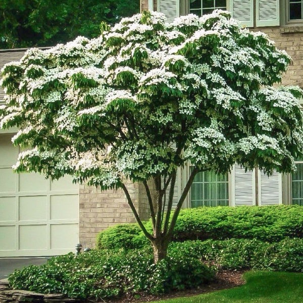 White Kousa Chinese Dogwood Tree