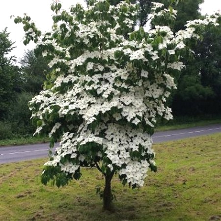 White Kousa Chinese Dogwood Tree