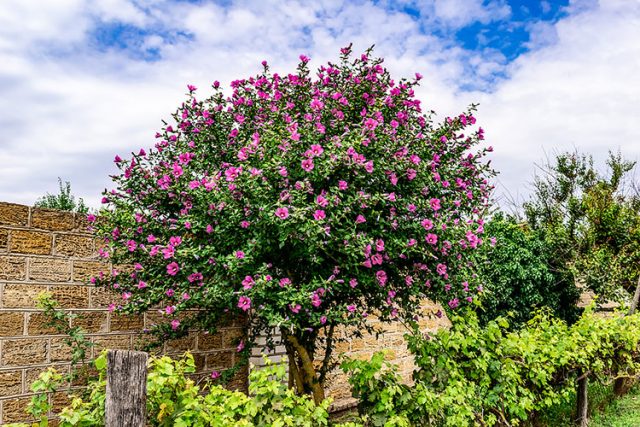 Aphrodite Rose of Sharon