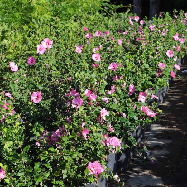 Aphrodite Rose of Sharon