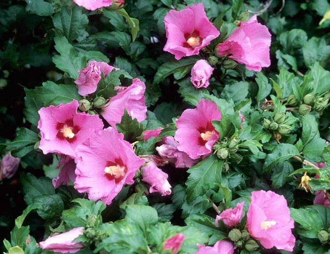 Aphrodite Rose of Sharon