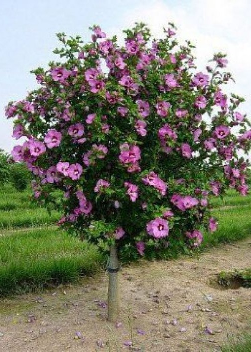 Aphrodite Rose of Sharon